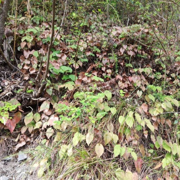 湖北十堰纯野生小叶淫羊藿可视频采挖
