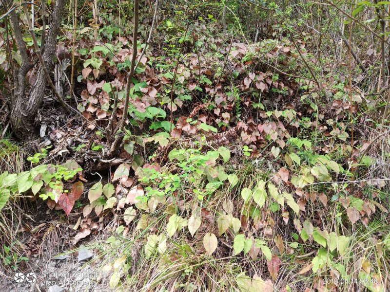 湖北十堰纯野生小叶淫羊藿可视频采挖