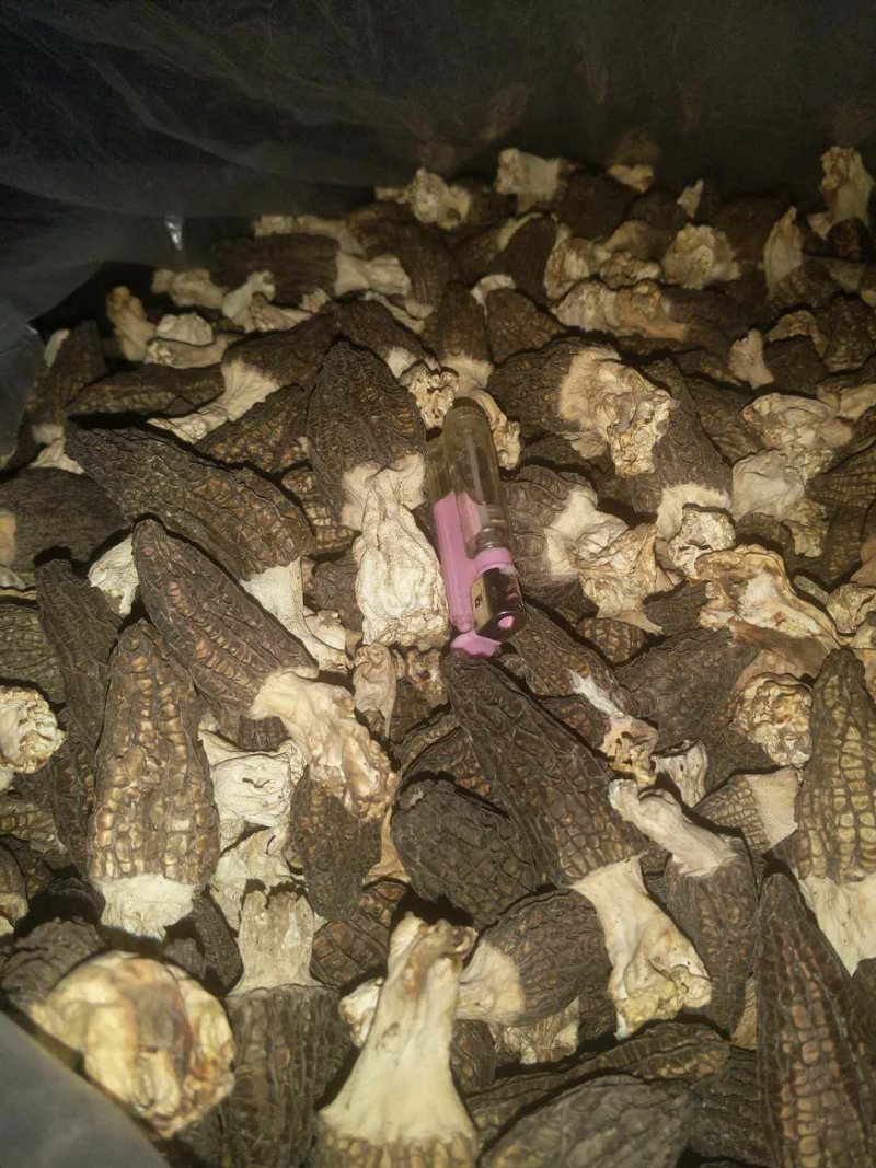 羊肚菌