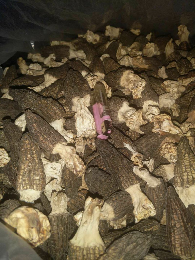 羊肚菌