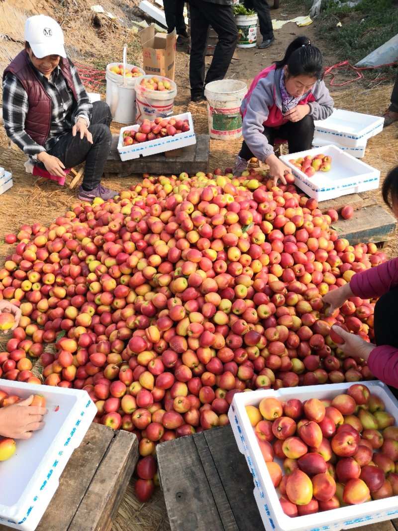 中油四号中油五号