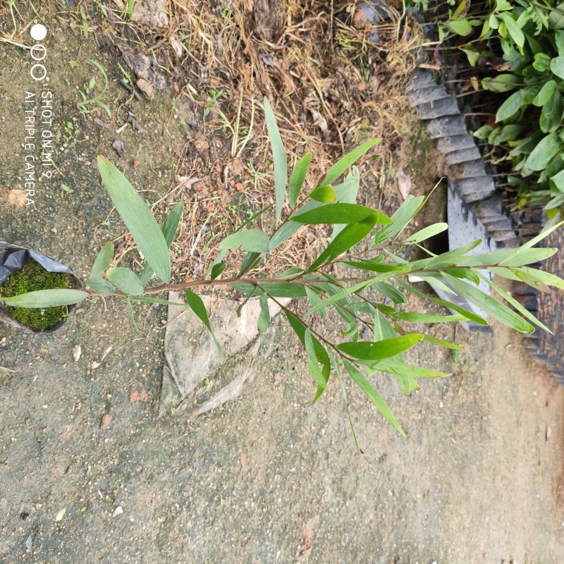 台湾相思