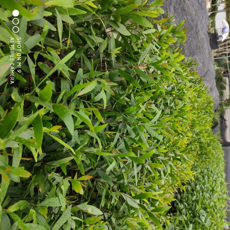 台湾相思