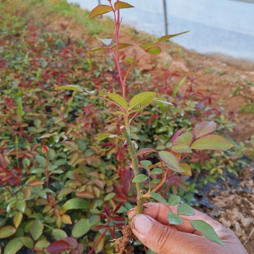 各种造型的月季大小苗