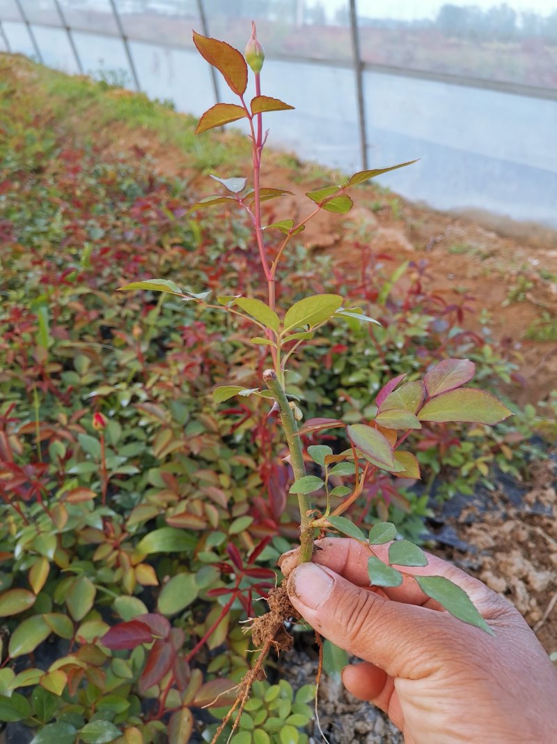 各种造型的月季大小苗