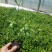 小叶扶芳滕）（爬行卫矛）