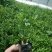 小叶扶芳滕）（爬行卫矛）