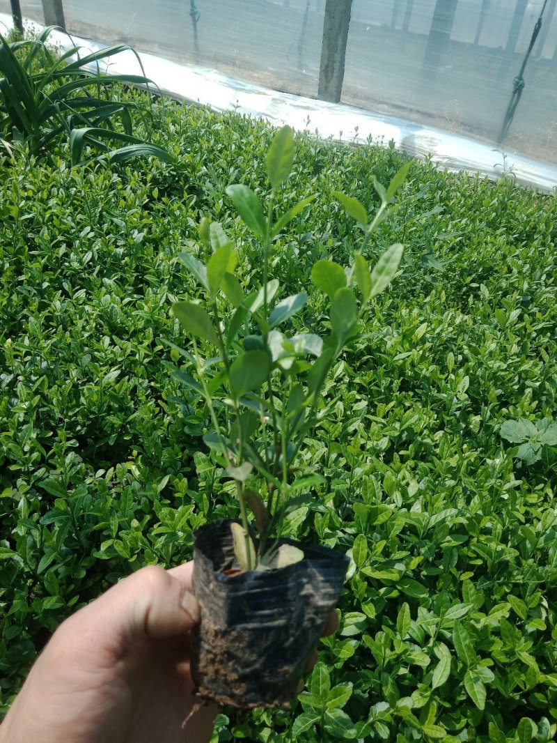 小叶扶芳滕）（爬行卫矛）