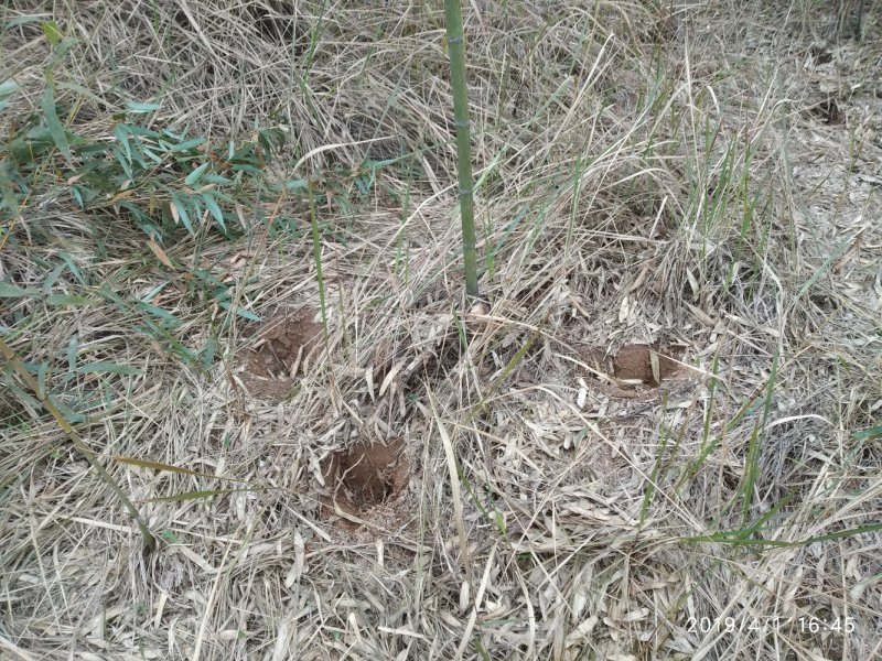 四川竹子-雷竹大竹笋斑竹笋大量供应欢迎采购