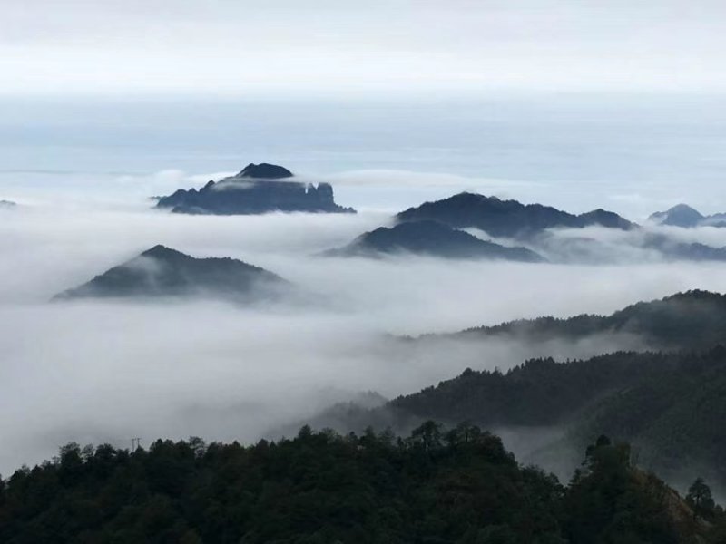鸭脚木蜜、野生冬蜜、广西大瑶山野生蜂蜜