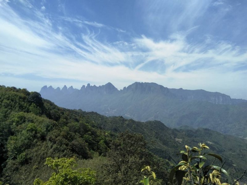 鸭脚木蜜、野生冬蜜、广西大瑶山野生蜂蜜