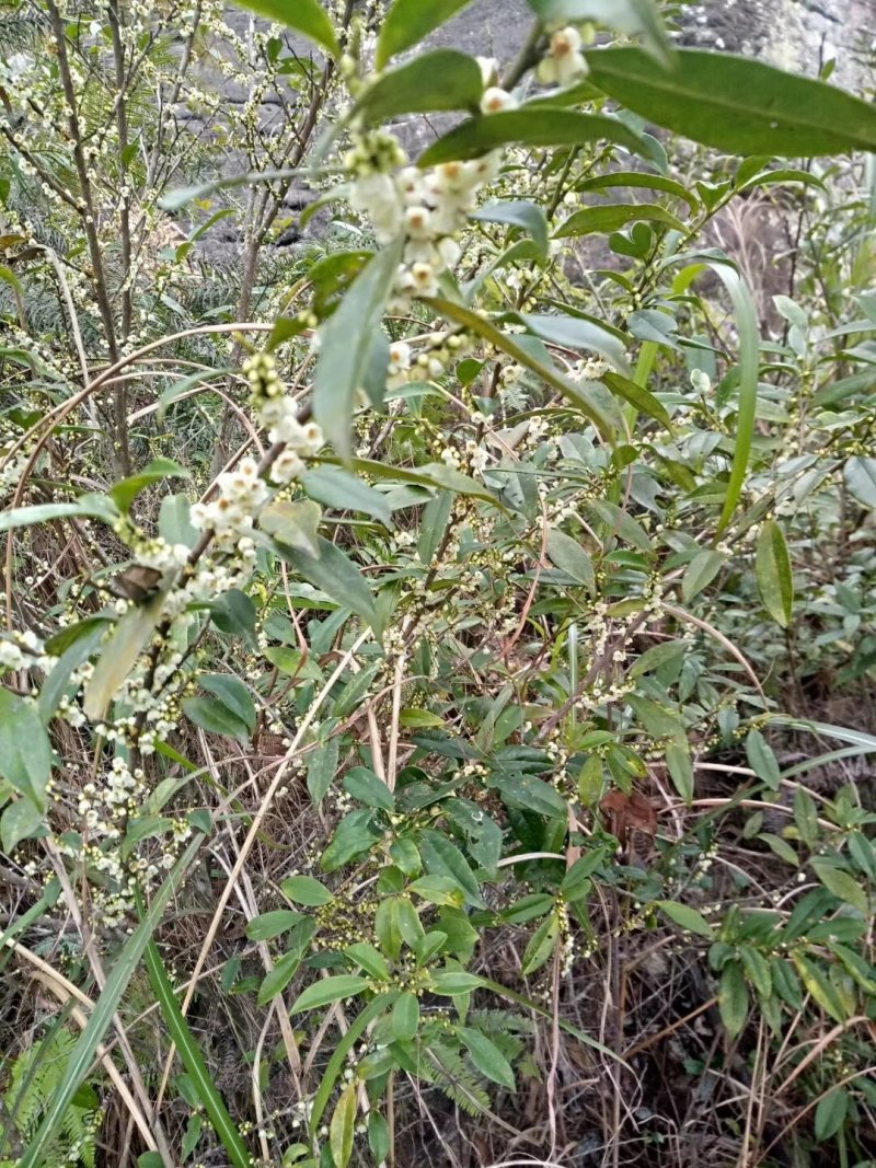 鸭脚木蜜、野生冬蜜、广西大瑶山野生蜂蜜