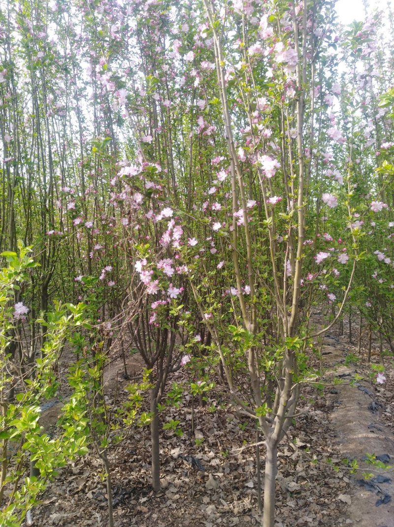 西府海棠3~7cm处理有需要的客户联系我