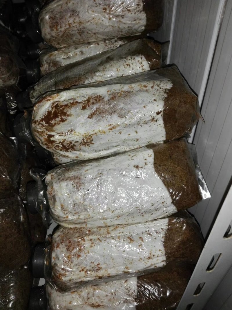 蘑菇种子，菌种，竹荪，一件代发，基地直供