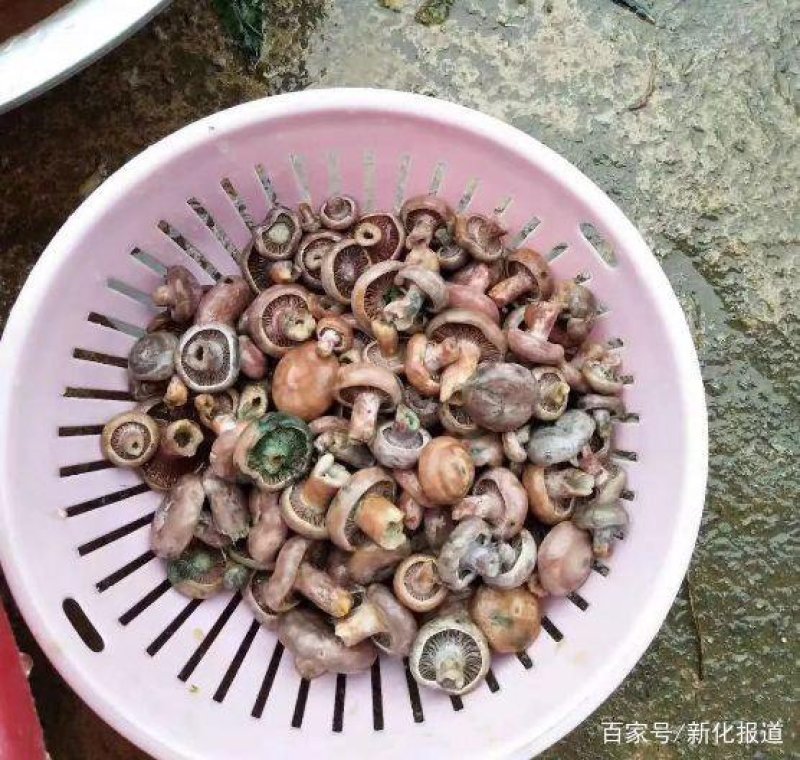 野生丛树菇自己采的野生蘑菇鲜货