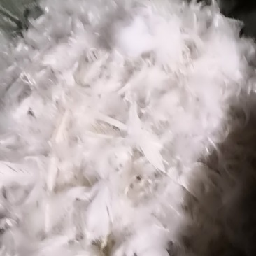 老鹅白毛