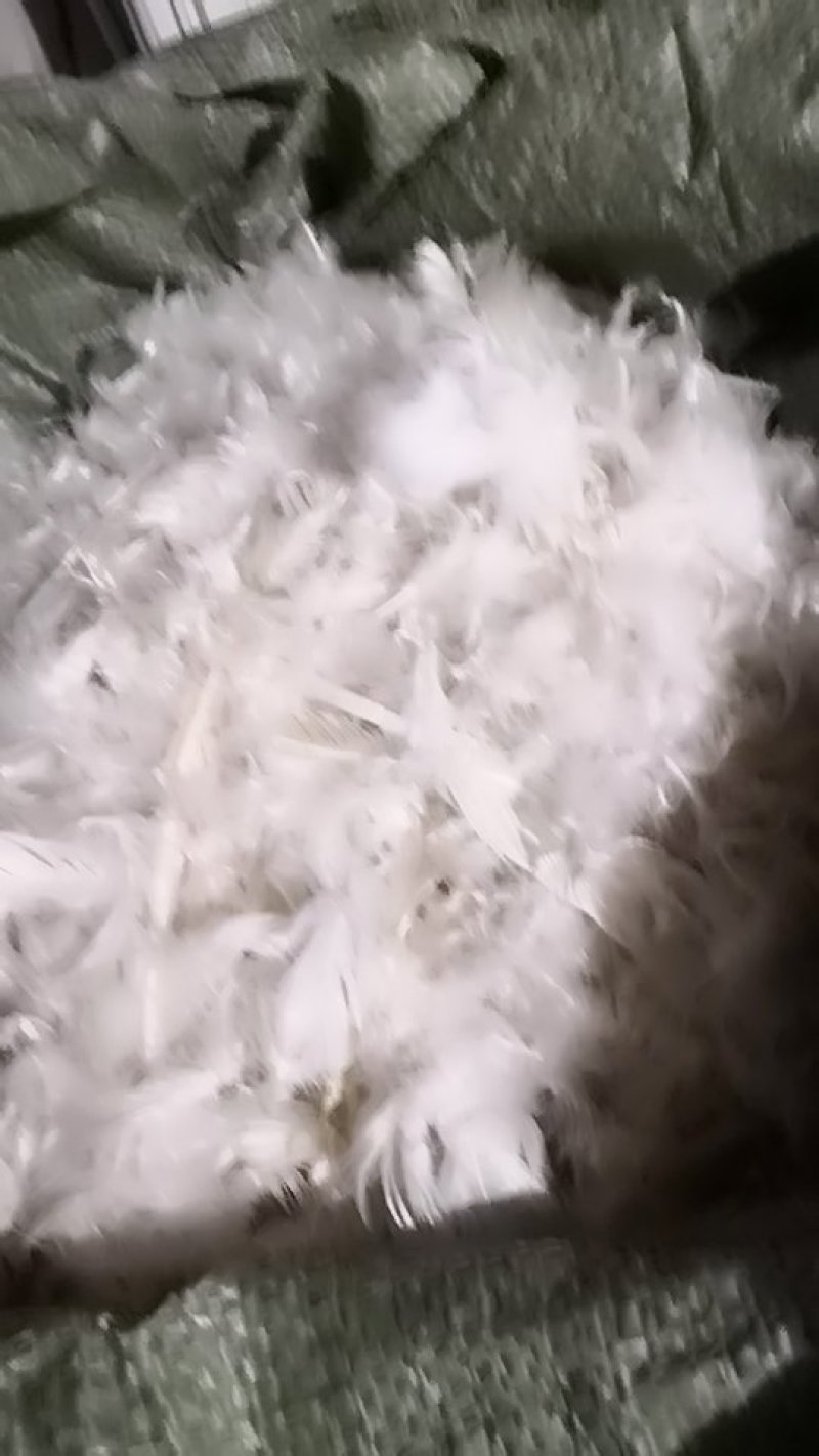 老鹅白毛