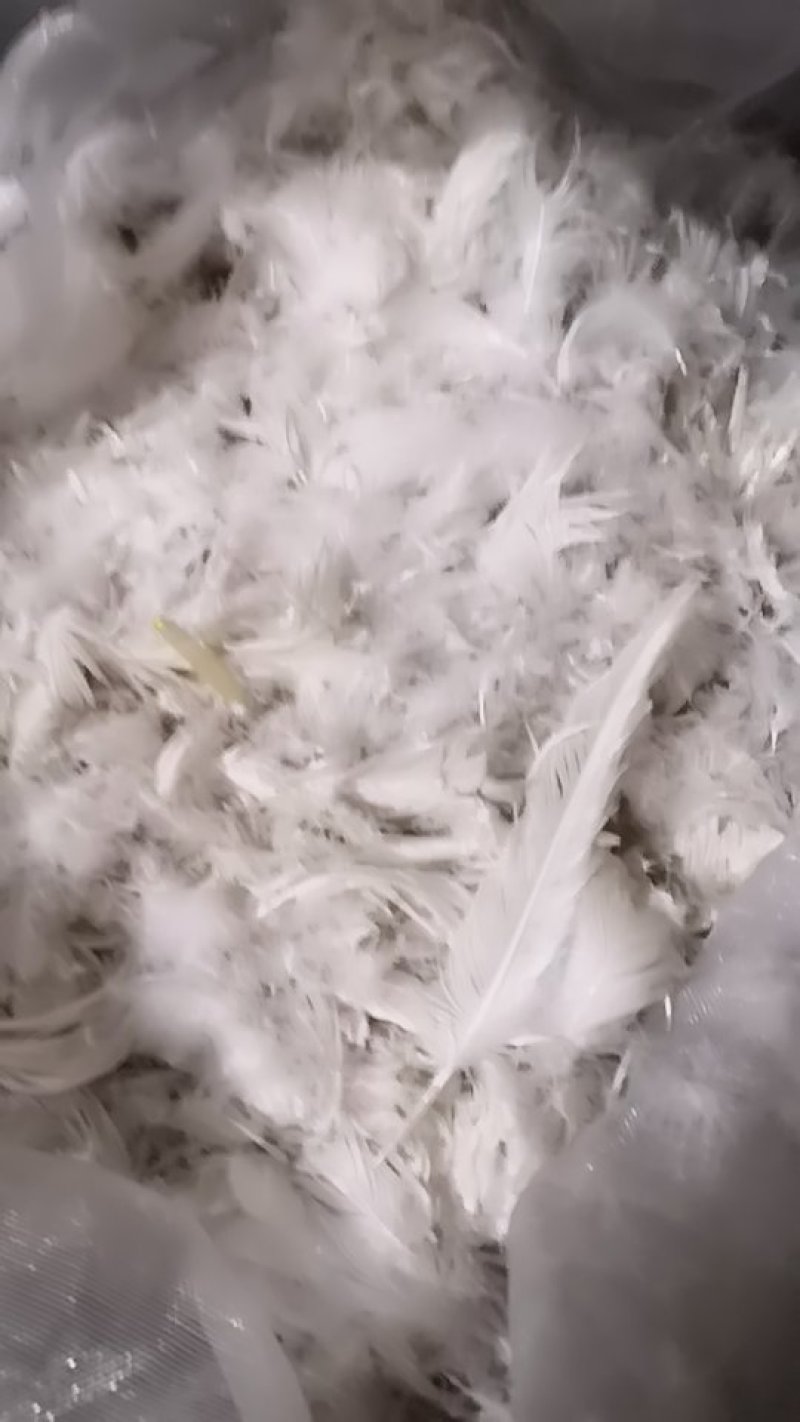 老鹅白毛