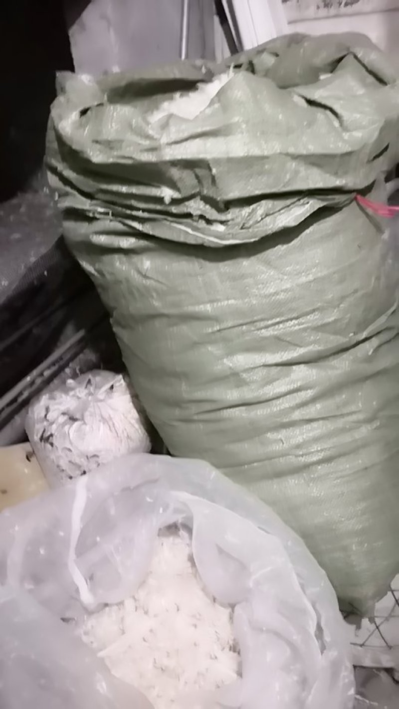 老鹅白毛