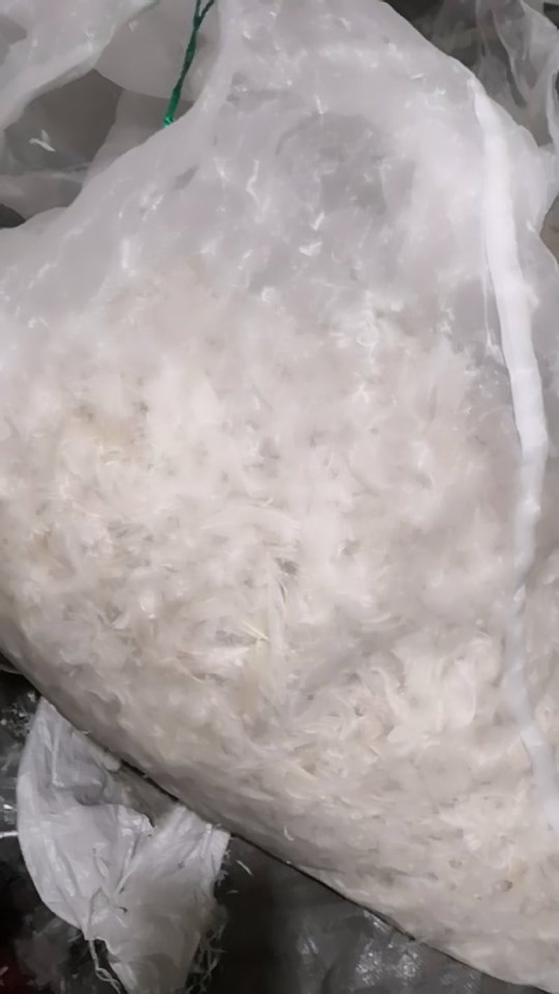 老鹅白毛