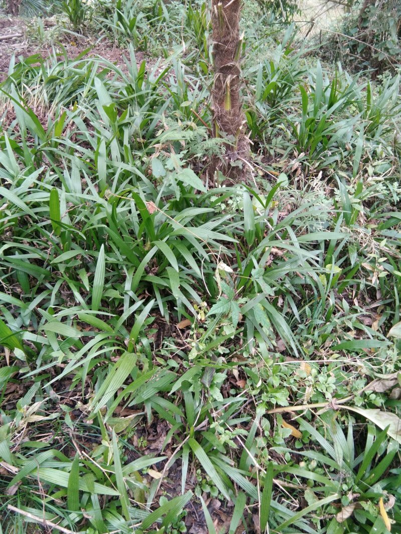 棕榈树棕树绿化苗棕包树苗唐棕树苗棕苞树苗园林绿化苗