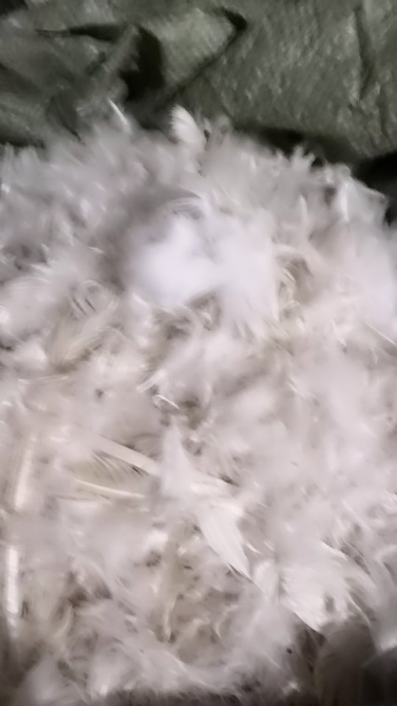 老鹅白毛