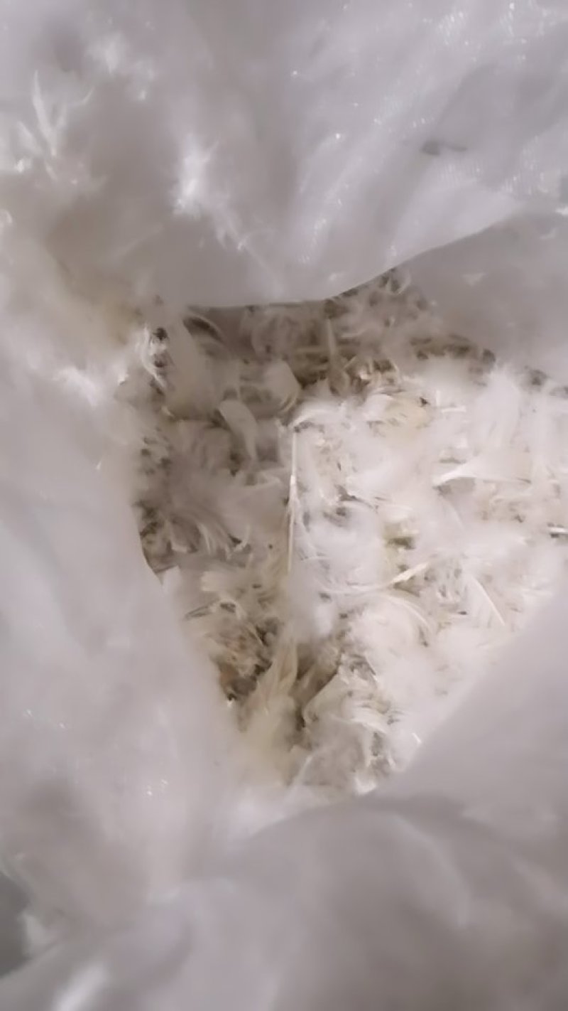老鹅白毛