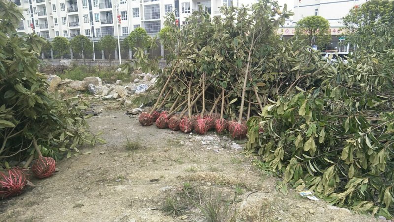 枇杷树地经5.6.7公分的，有喜欢的老板快一点
