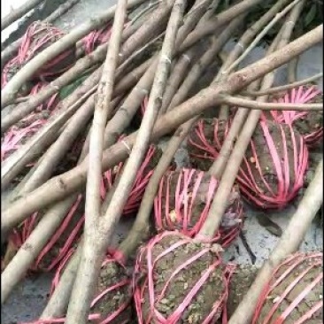枇杷树地经5.6.7公分的，有喜欢的老板快一点