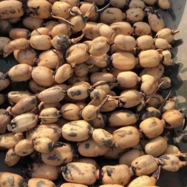 纯35小藕种