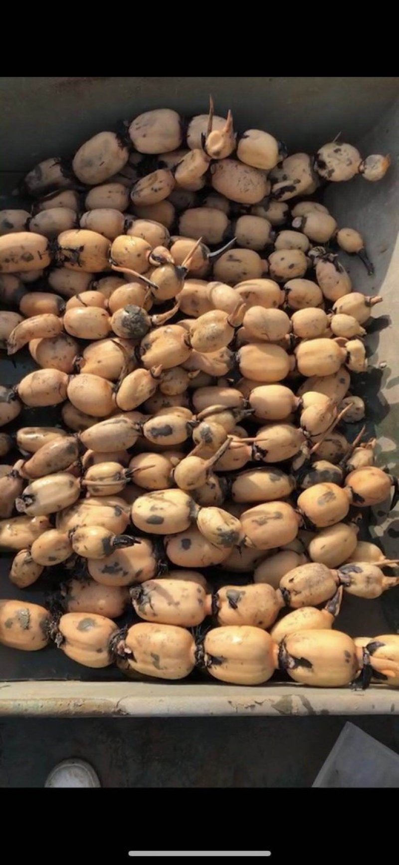纯35小藕种