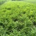 丁香毛笼子1.5米---2米高