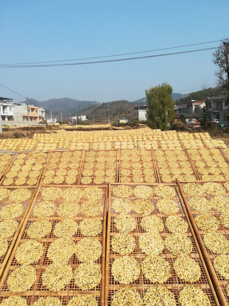 白菊花茶新货福白菊饼杭白菊花湖北麻城仙羊岩菊花