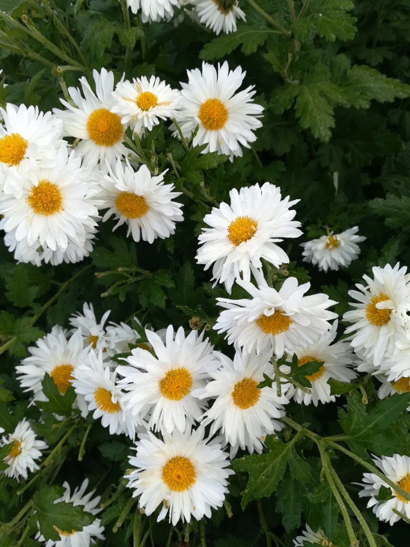 白菊花茶新货福白菊饼杭白菊花湖北麻城仙羊岩菊花