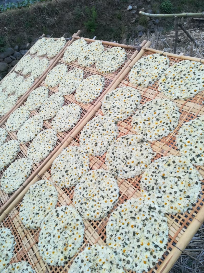 白菊花茶新货福白菊饼杭白菊花湖北麻城仙羊岩菊花