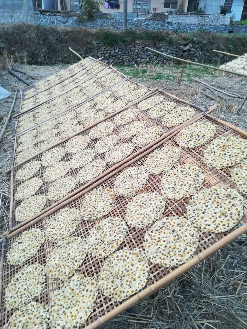 白菊花茶新货福白菊饼杭白菊花湖北麻城仙羊岩菊花