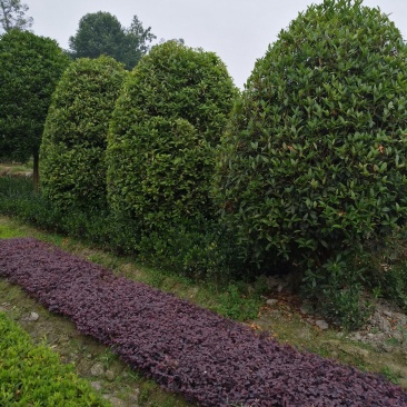 精品地笼桂花，高干桂花，桂花幼苗，各种品种