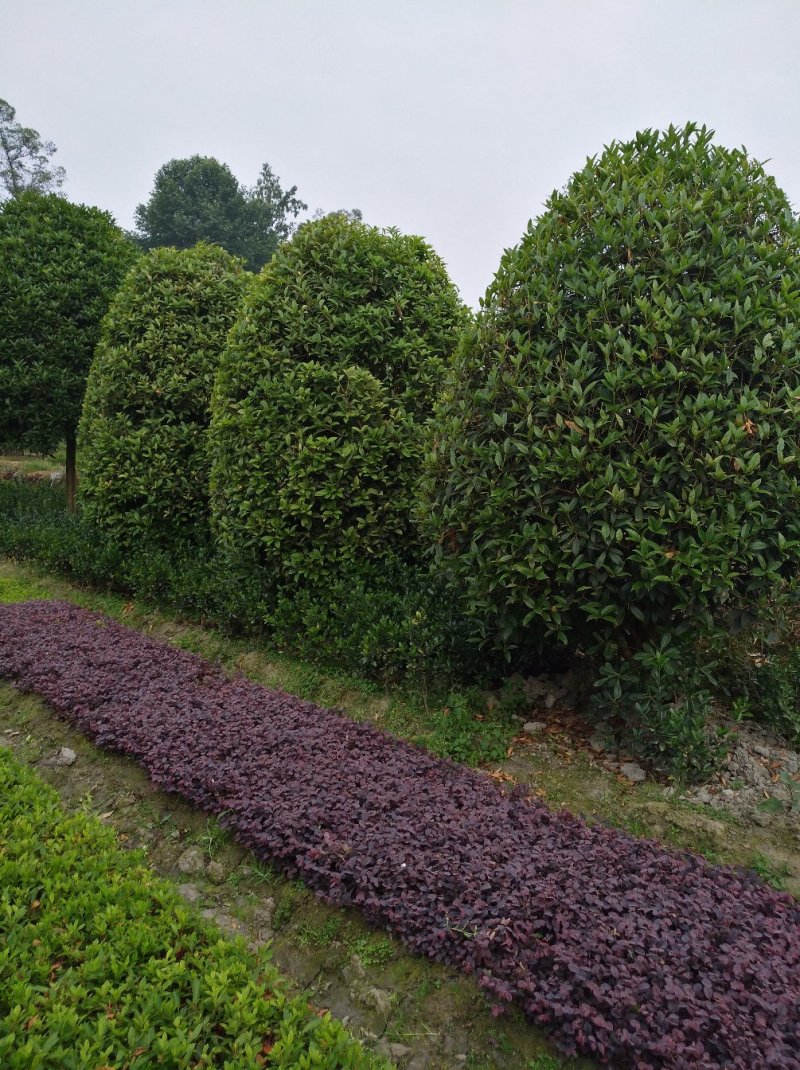 精品地笼桂花，高干桂花，桂花幼苗，各种品种