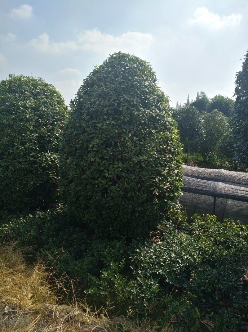 精品地笼桂花，高干桂花，桂花幼苗，各种品种