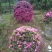 精品地笼桂花，高干桂花，桂花幼苗，各种品种