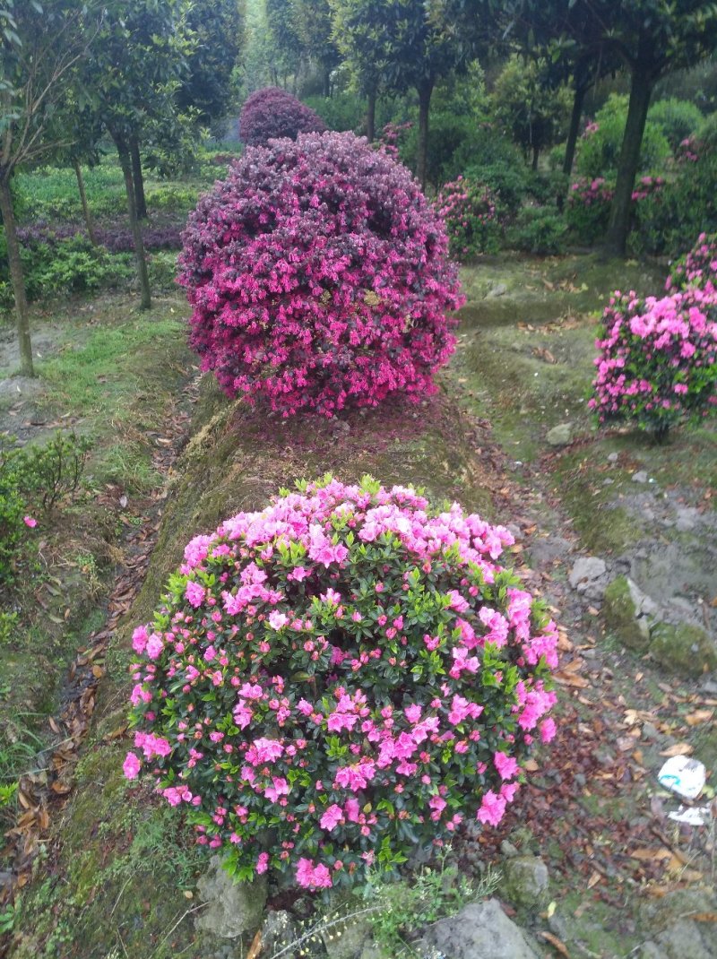 精品地笼桂花，高干桂花，桂花幼苗，各种品种
