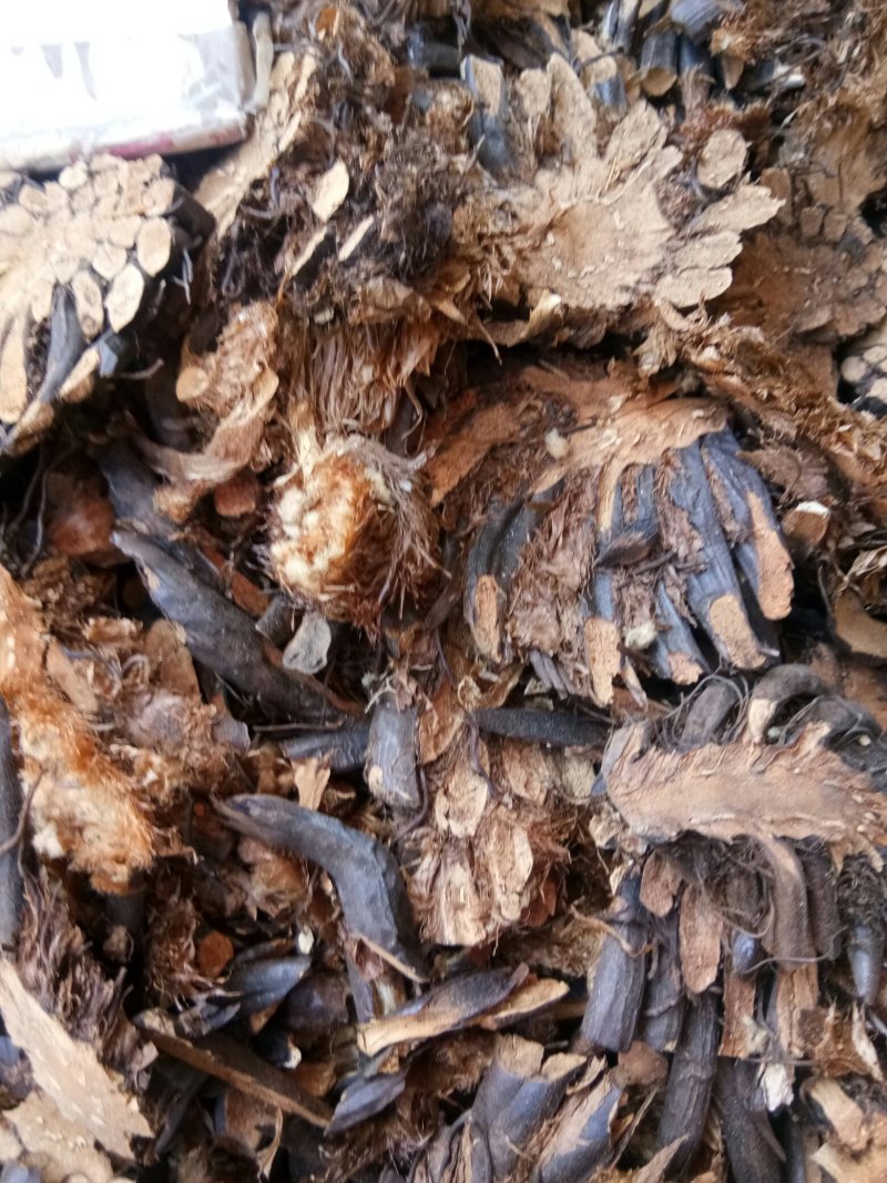 绵马贯众东北切片贯众绵马野鸡膀子牛毛黄
