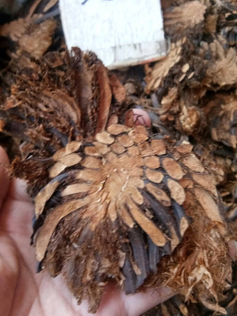 绵马贯众东北切片贯众绵马野鸡膀子牛毛黄