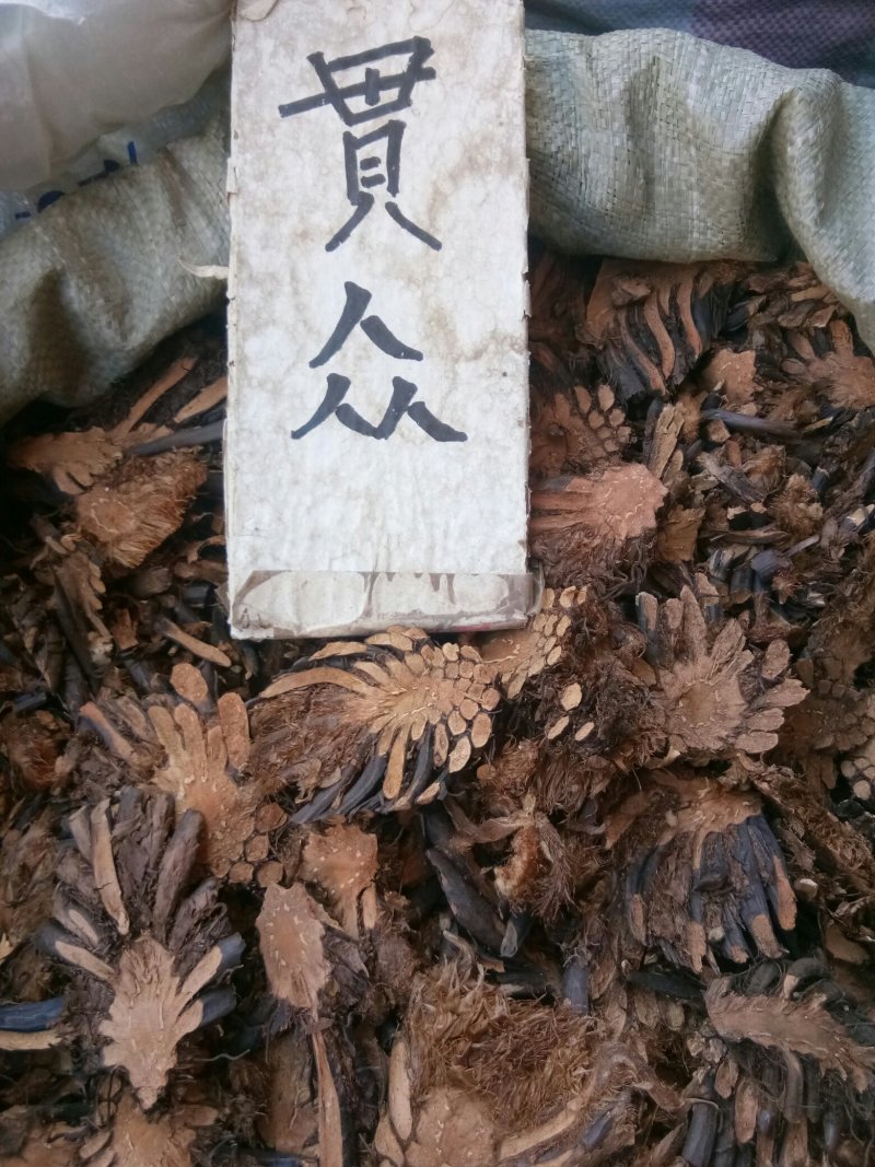 绵马贯众东北切片贯众绵马野鸡膀子牛毛黄