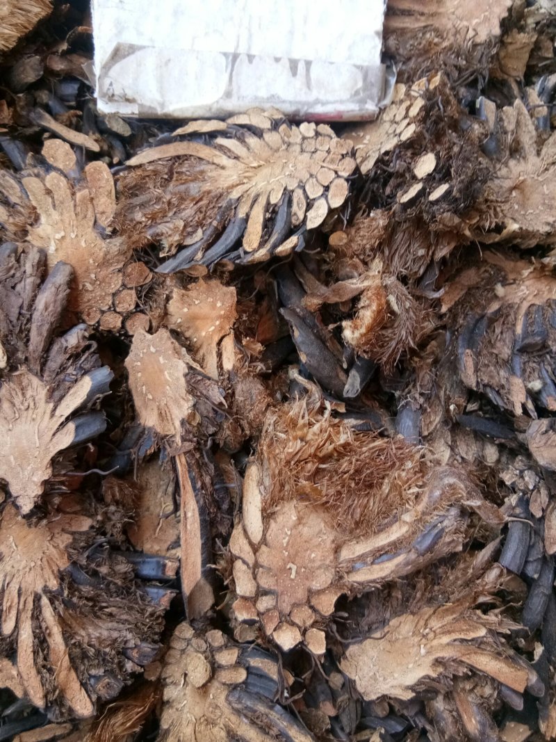 绵马贯众东北切片贯众绵马野鸡膀子牛毛黄