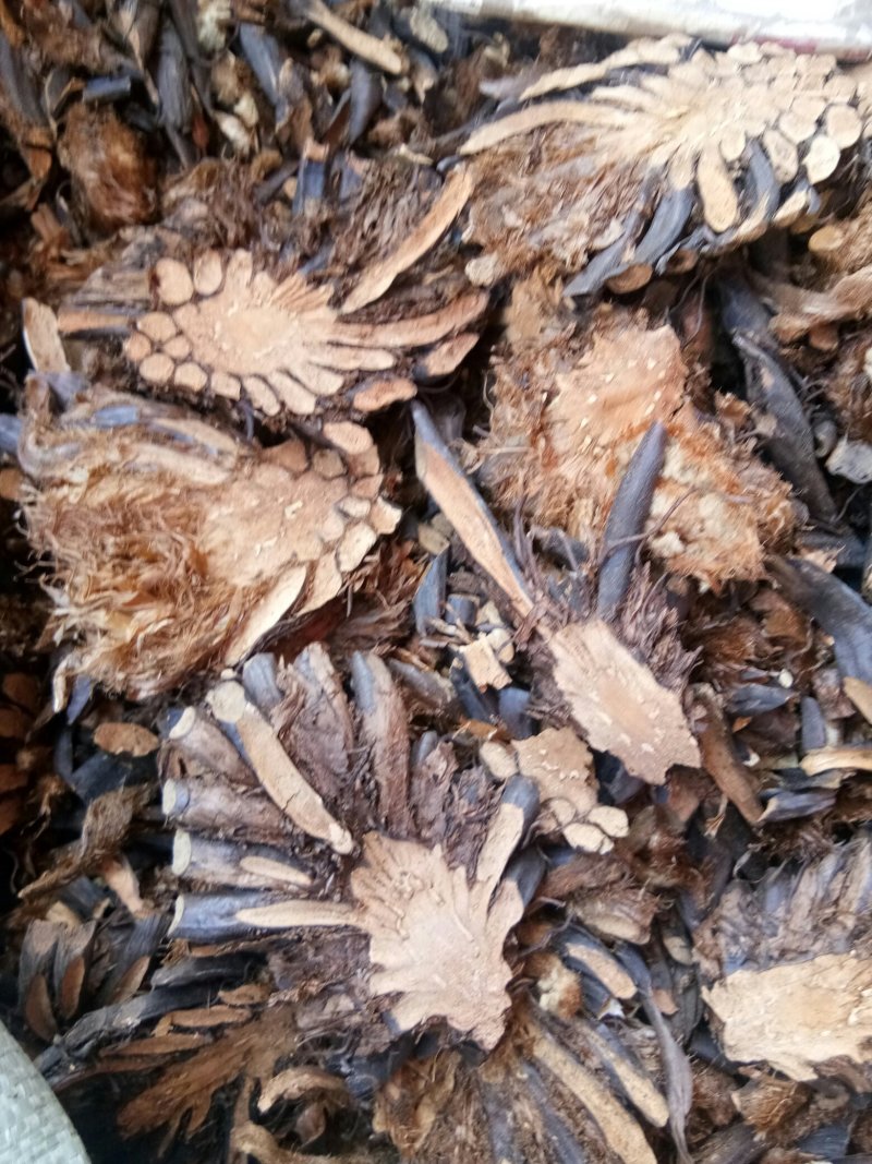 绵马贯众东北切片贯众绵马野鸡膀子牛毛黄