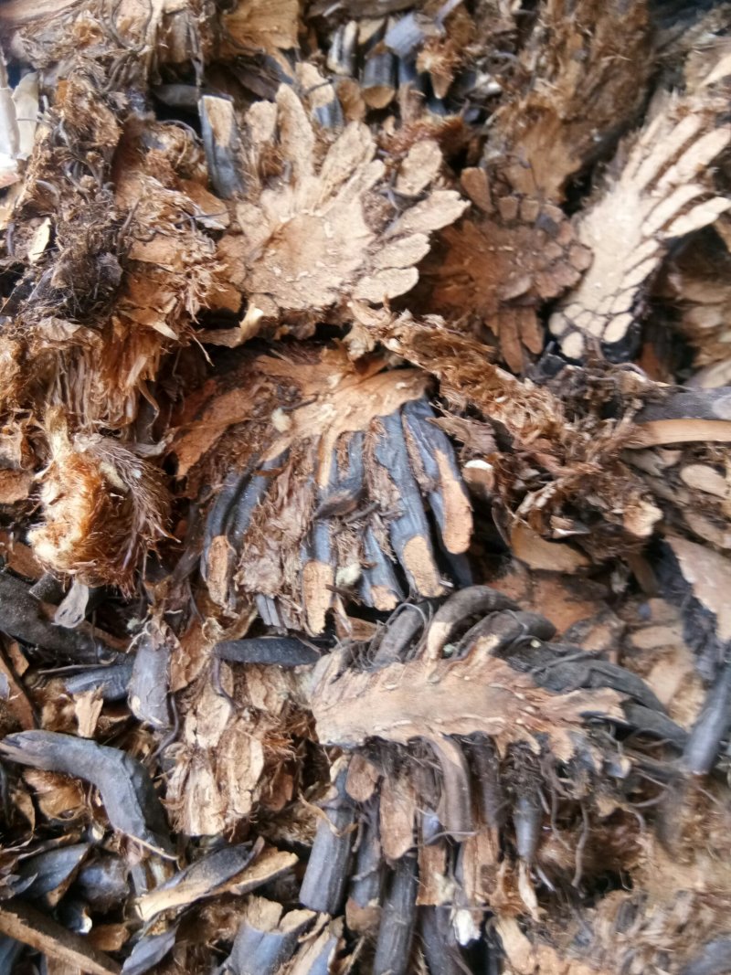 绵马贯众东北切片贯众绵马野鸡膀子牛毛黄