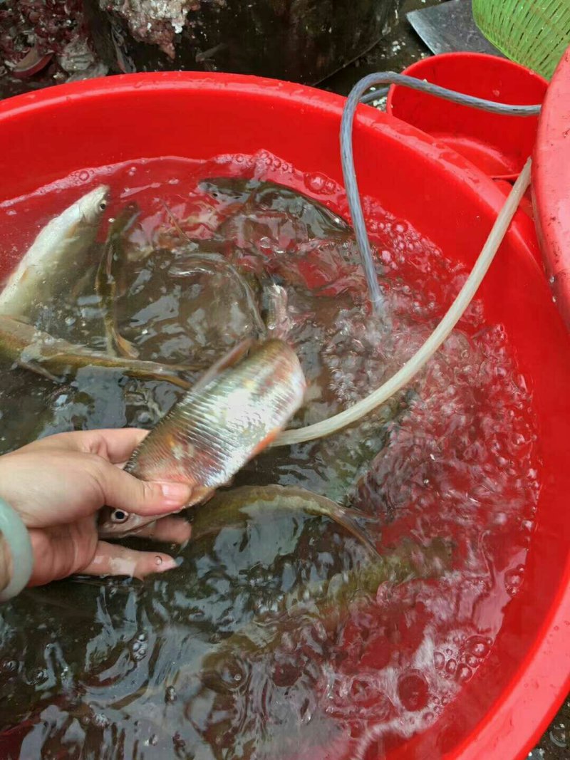黄尾鱼沙黄鱼黄鱼黄沙鲮