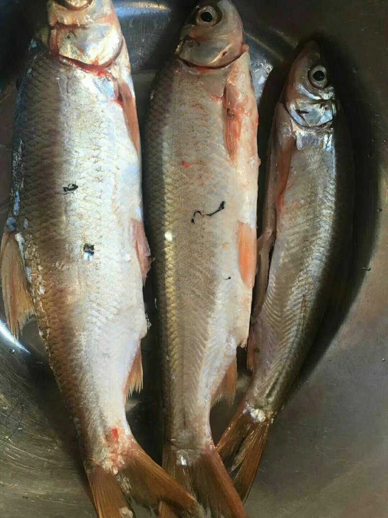 黄尾鱼沙黄鱼黄鱼黄沙鲮