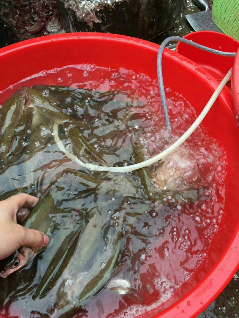 黄尾鱼沙黄鱼黄鱼黄沙鲮